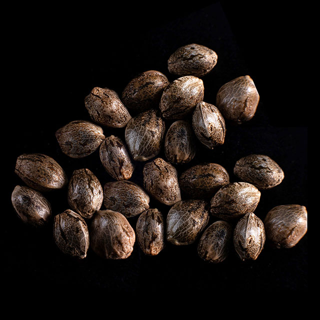 Speedy Boom Auto – 25 Seed