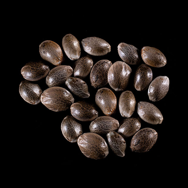 Strawberry Haze Auto – 25 Seed