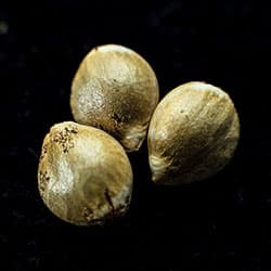 Moby Dick – 3+1 Seed
