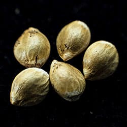 Moby Dick – 5+2 Seed