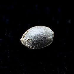 Runtz Auto – 1 Seed