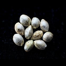Runtz Auto – 10+3 Seed