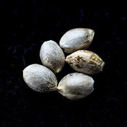 Runtz Auto – 5+2 Seed