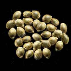 Moby Dick – 25 Seed