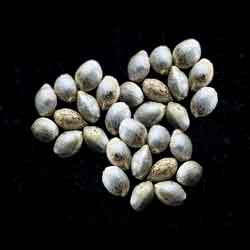 Runtz Auto – 25 Seed
