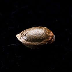 Amnesi-K Haze – 1 Seed