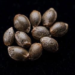 Amnesi-K Haze – 10+3 Seed