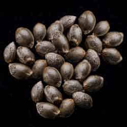 Amnesi-K Haze – 25 Seed