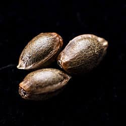 Amnesi-K Haze – 3+1 Seed