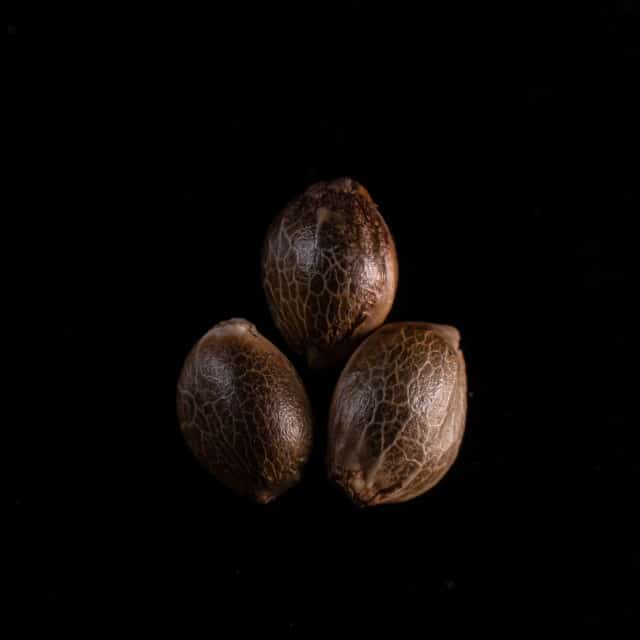 Amnesia Dream XL Auto – 3+1 Seed
