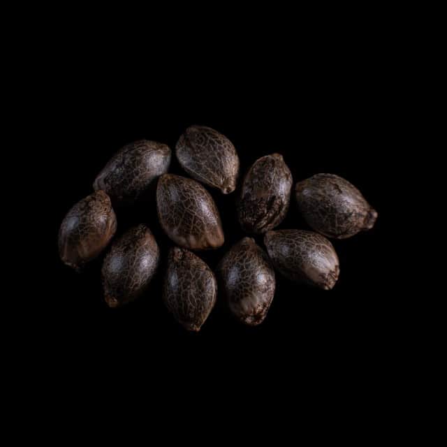 Cherry Dream – 10+3 Seed