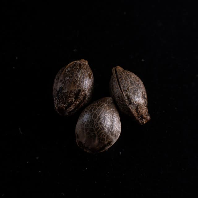 Cherry Dream – 3+1 Seed