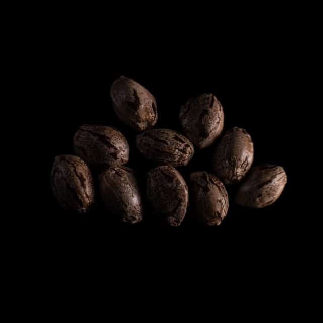 Purple Dream Auto – 10+3 Seed