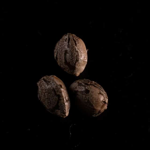 Purple Dream Auto – 3+1 Seed