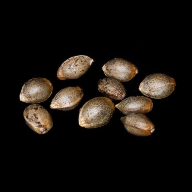 RS11 – 10+3 Seed