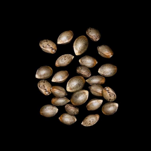 RS11 – 25 Seed