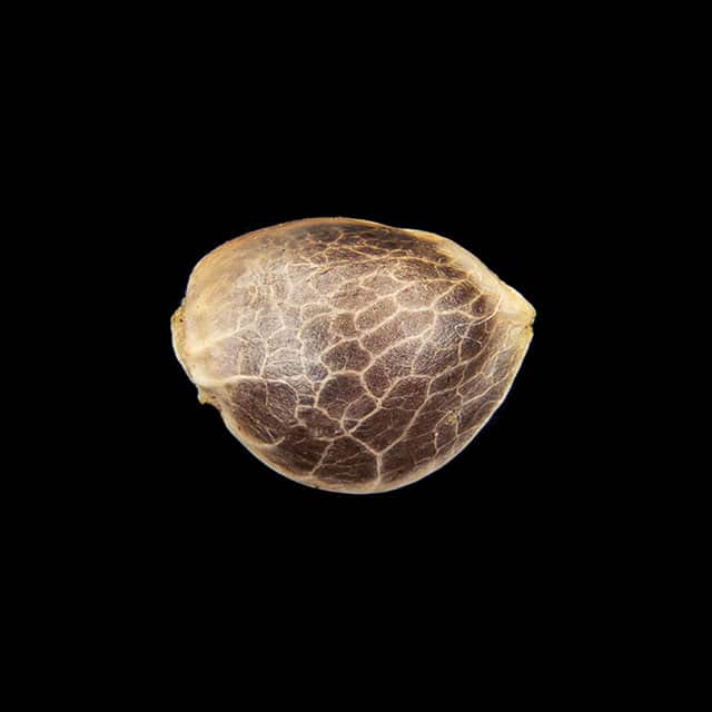 Candy Cream Go Fast – 1 Seed