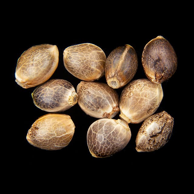 Candy Cream Go Fast – 10+3 Seed