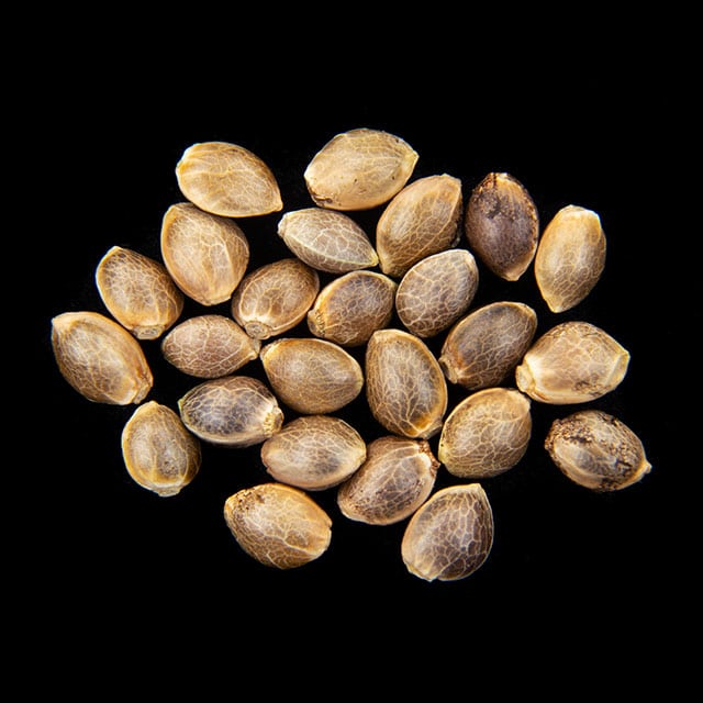 Candy Cream Go Fast – 25 Seed