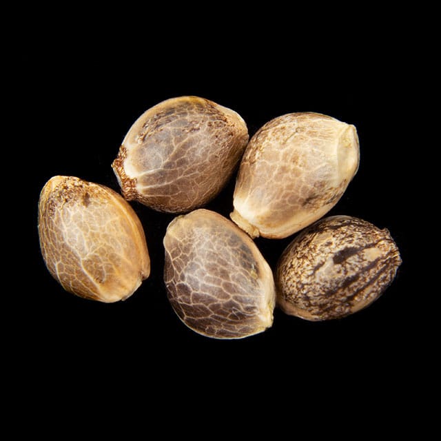 Candy Cream Go Fast – 5+2 Seed