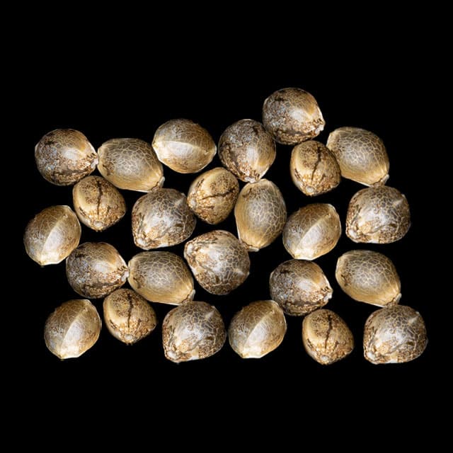 Apple & Bananas – 25 Seed