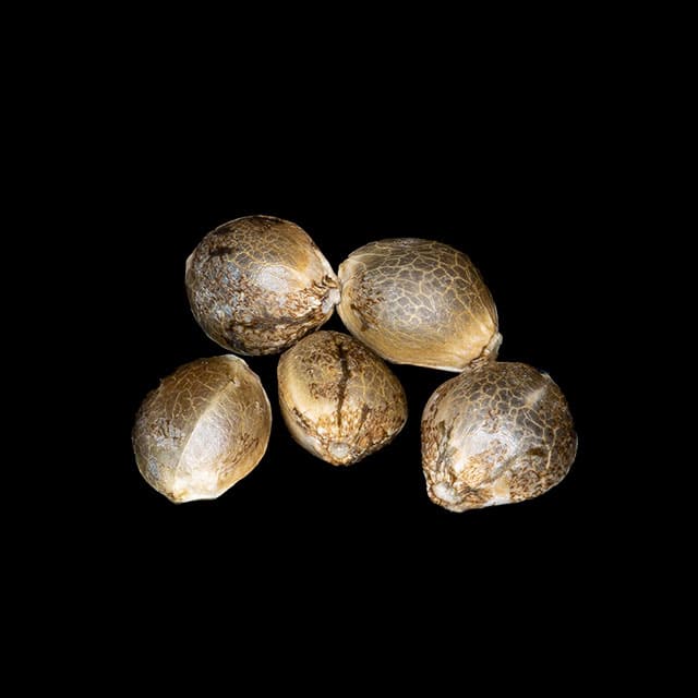 Apple & Bananas – 5+2 Seed