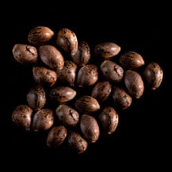 Pineapple Dream – 25 Seed