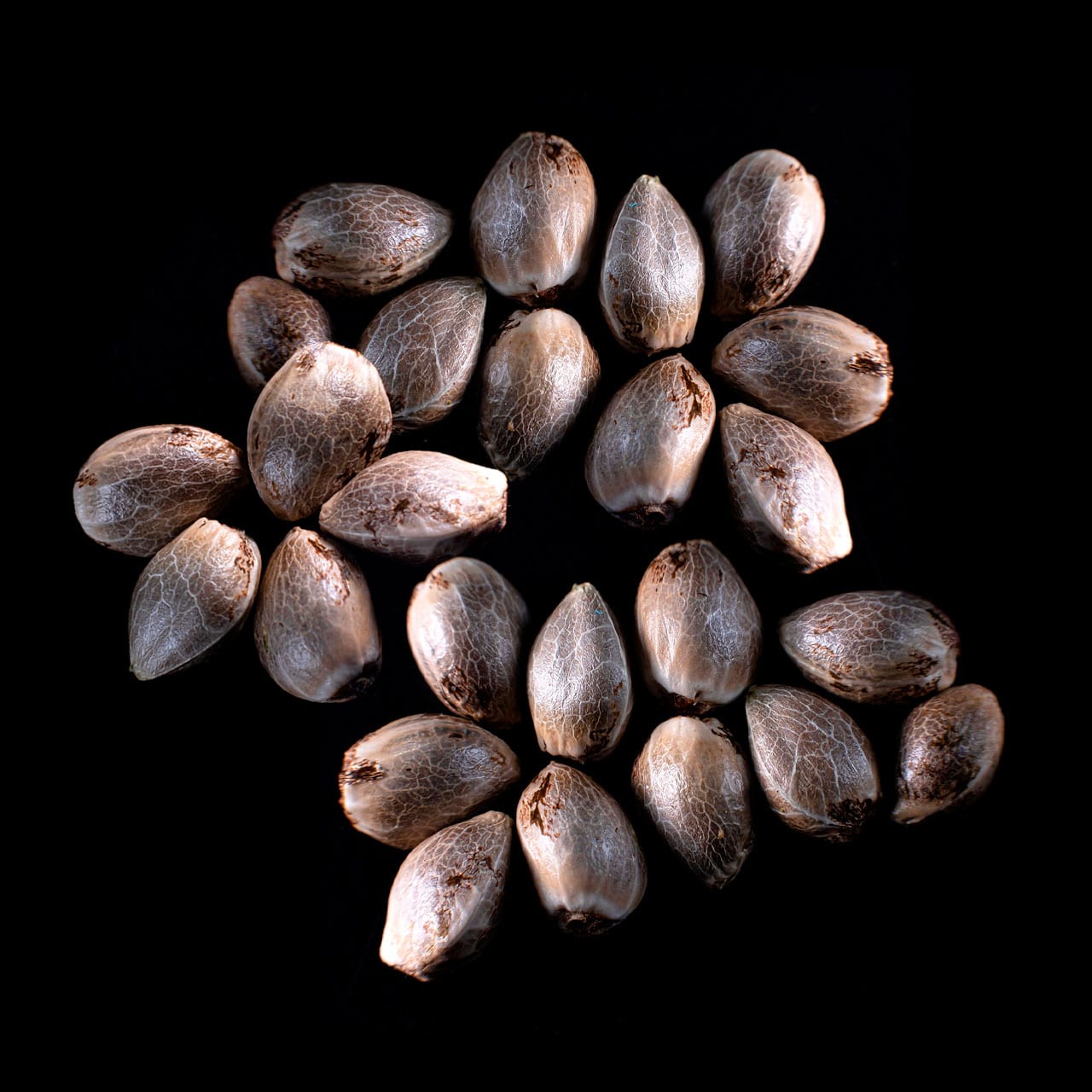 Zkittlez – 25 Seed