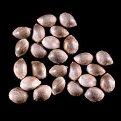 Zkittlez Auto – 25 Seed