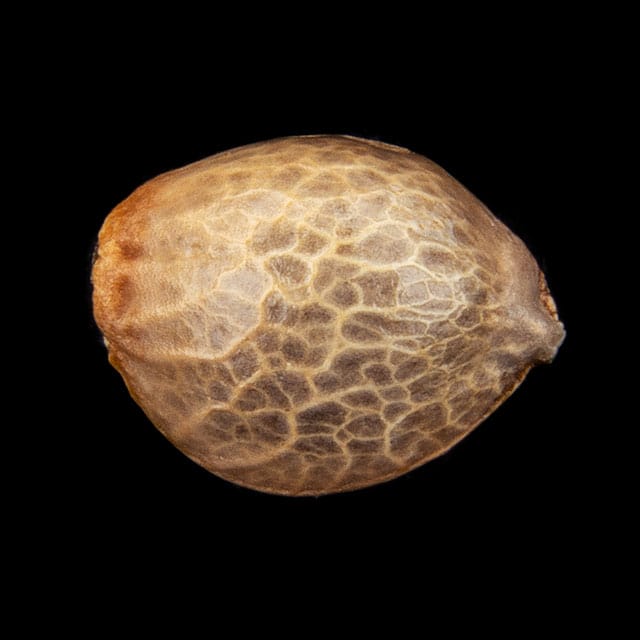 Oreoz USA – 1 Seed