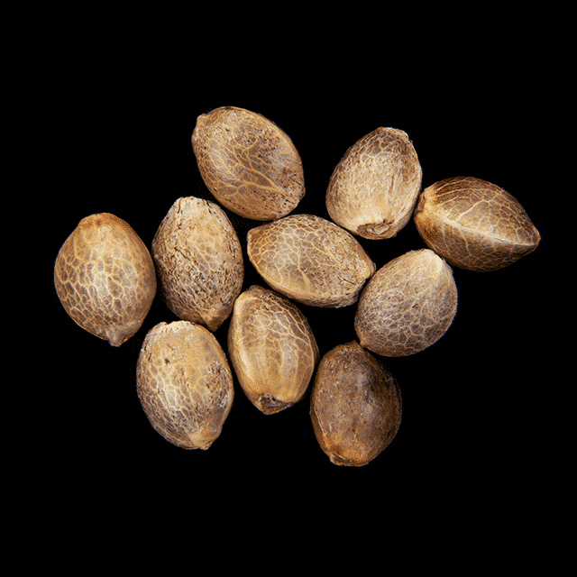 Oreoz USA – 10+3 Seed