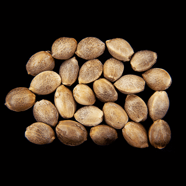 Oreoz USA – 25 Seed