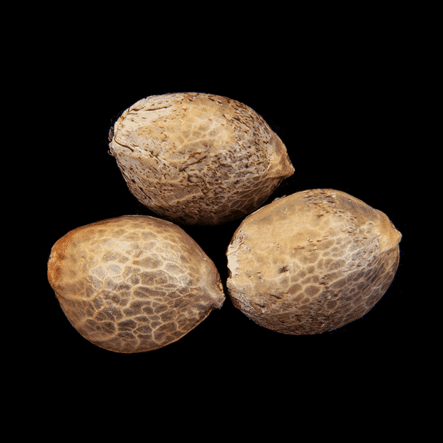 Oreoz USA – 3+1 Seed
