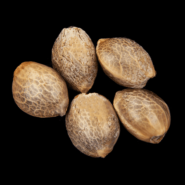 Oreoz USA – 5+2 Seed