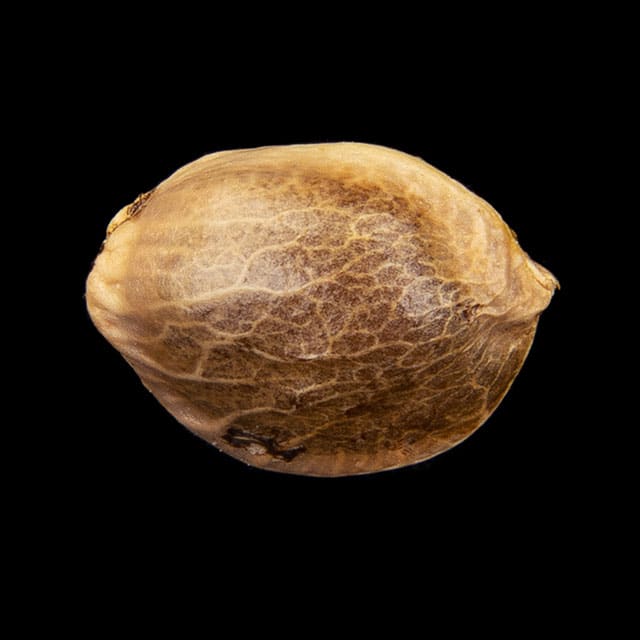 Sunset Sherbet – 1 Seed