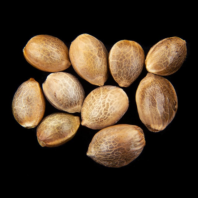 Sunset Sherbet – 10+3 Seed