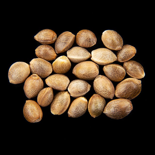Sunset Sherbet – 25 Seed