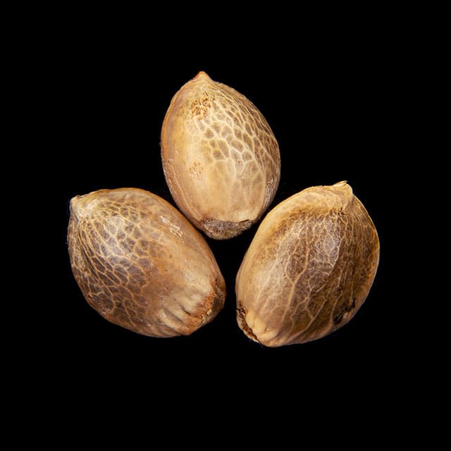 Sunset Sherbet – 3+1 Seed