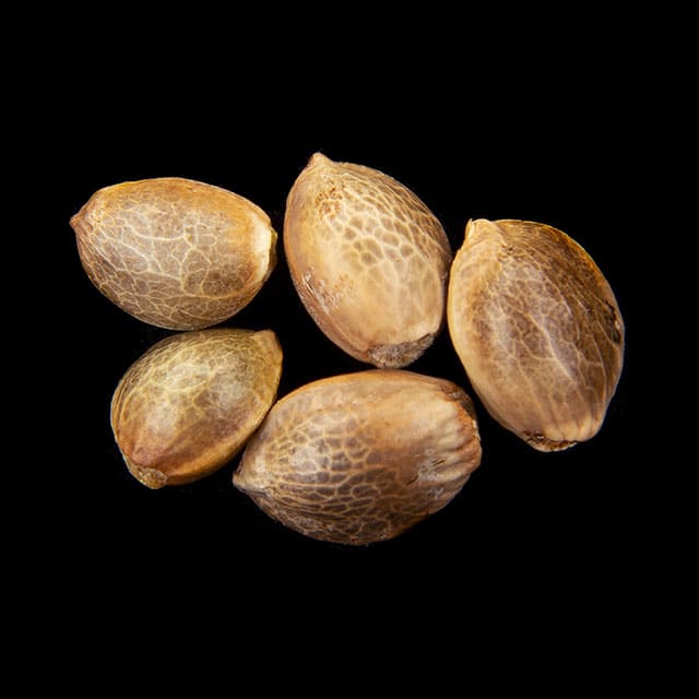 Sunset Sherbet – 5+2 Seed