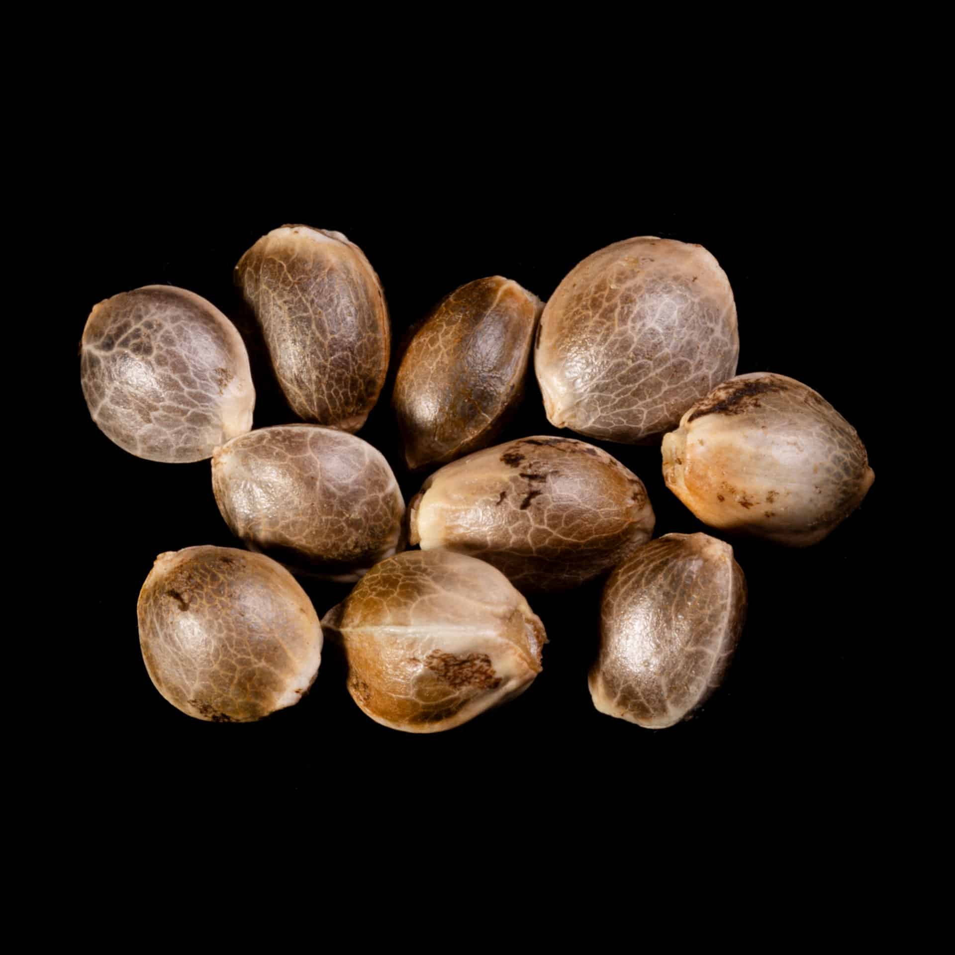 Amnesia Haze Go Fast – 10+3 Seed