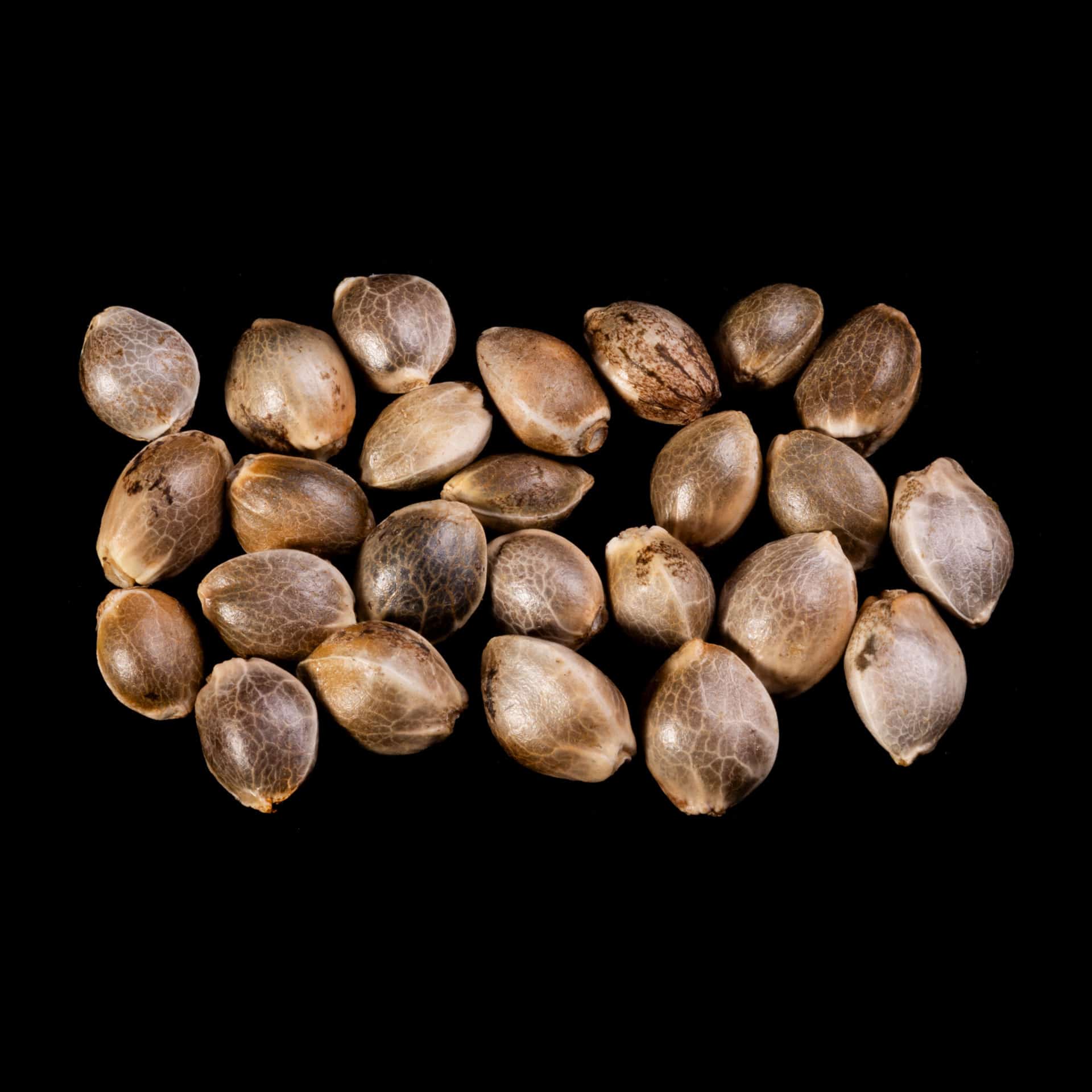 Sunset Sherbet Go Fast – 25 Seed