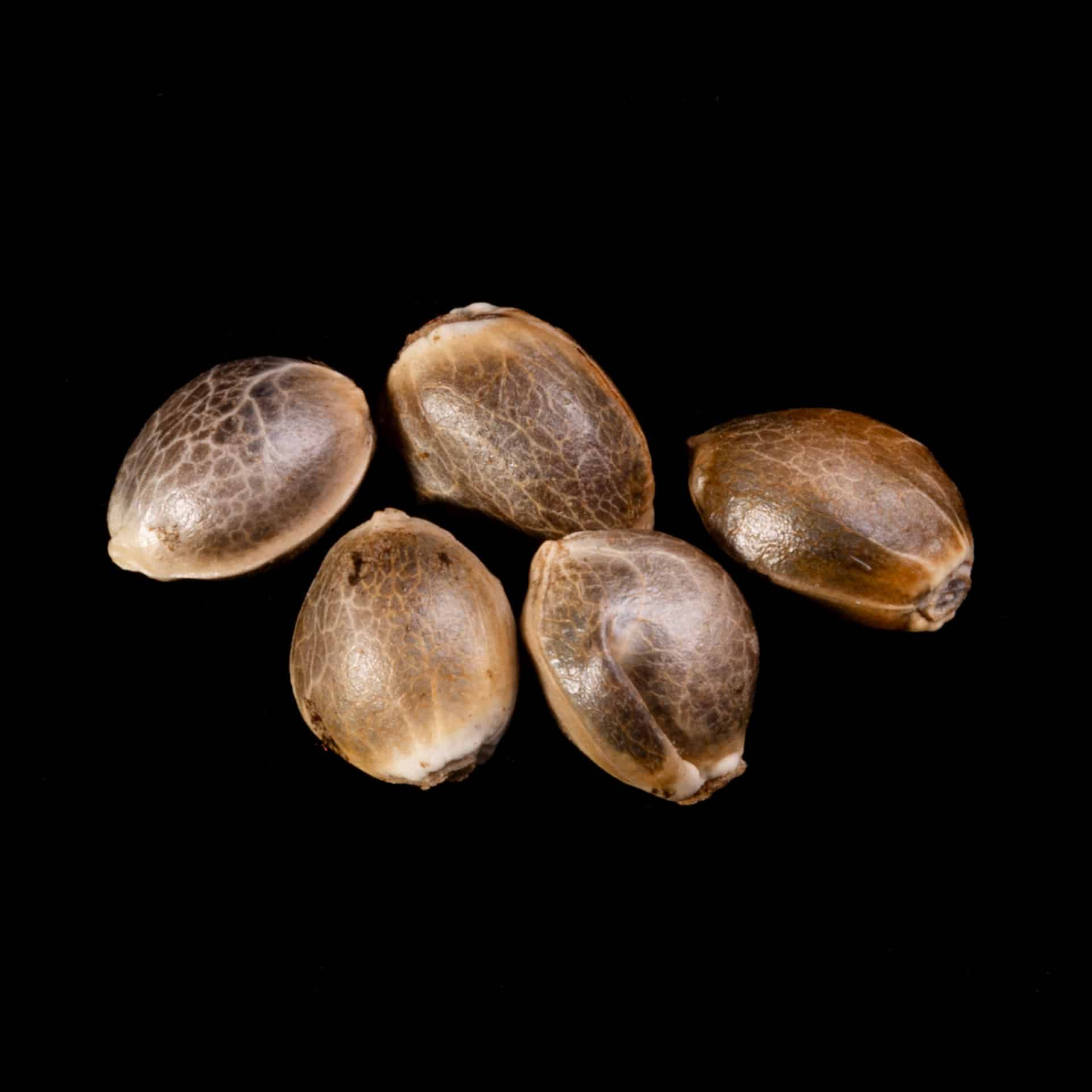 Sunset Sherbet Go Fast – 5+2 Seed
