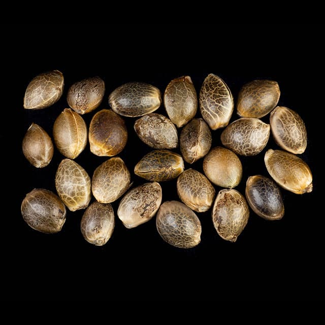 Apple Fritter – 25 Seed