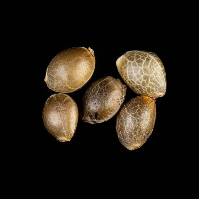 Apple Fritter – 5+2 Seed