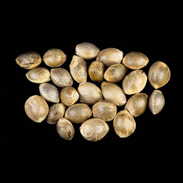 Clementine Slush – 25 Seed