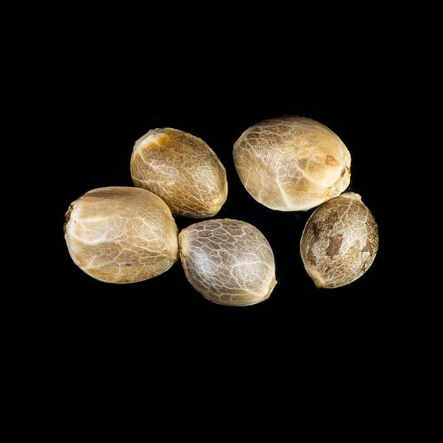 Clementine Slush – 5+2 Seed