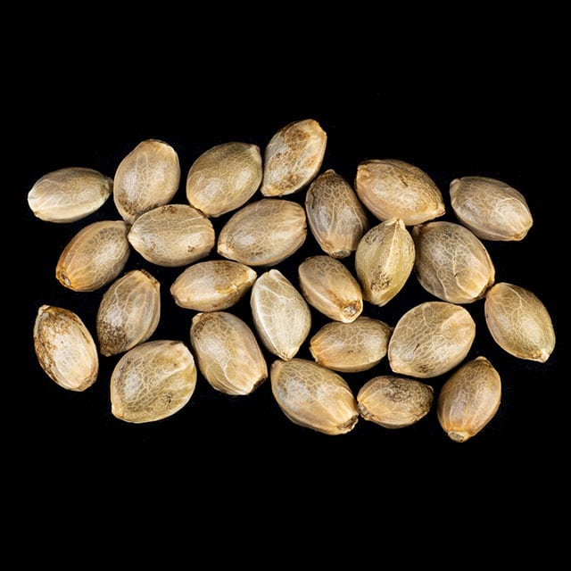 Pink Gelato – 25 Seed
