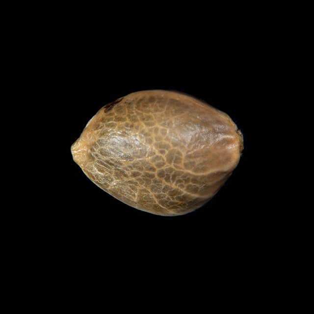 Zoap Rosé – 1 Seed