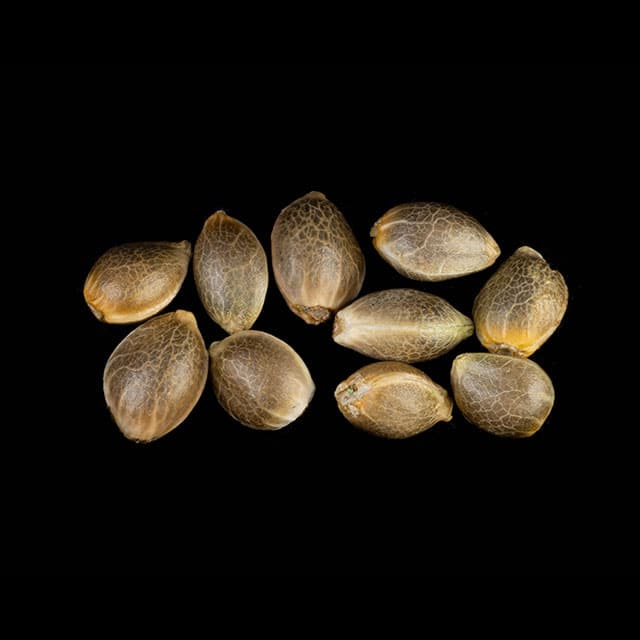 Zoap Rosé – 10+3 Seed