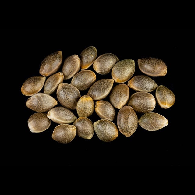 Zoap Rosé – 25 Seed